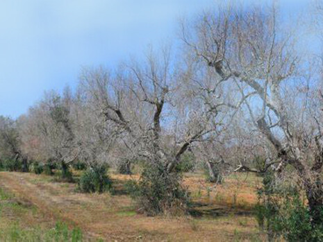 Alberi di ulivo colpiti da xylella in Salento
