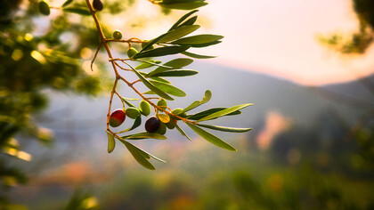 One of Mediterranean food pillars is olive oil