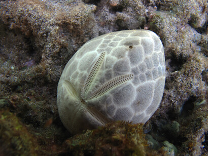 Brissus latecarinatus