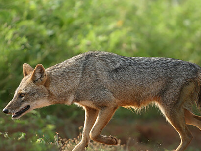 Jackal, fast shutter speed with camera panned to reduce subject blur © Gehan de Silva Wijeyeratne