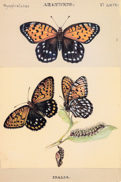 Fritilaria real, «Speyeria idalia»