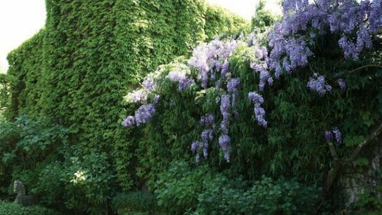 La facciata anteriore della piccola fortezza medievale scompare sotto un manto di vite e un fitto glicine.