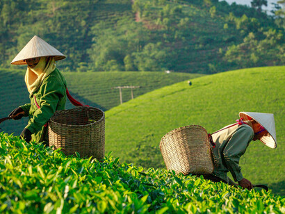 Phú Thọ, Vietnam, where tea farmers work in lush green fields