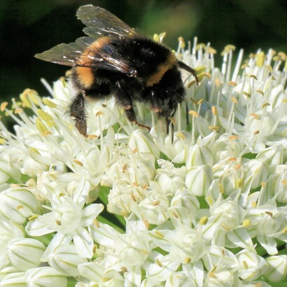 È coltivata esclusivamente nel territorio di Acquaviva delle Fonti, grazie a terreni e acque particolarmente favorevoli