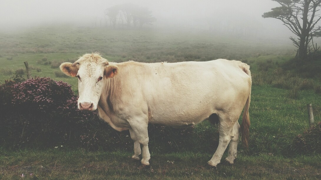 Galicia