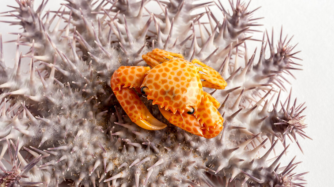 Rare, Beautiful & Fascinating. Courtesy of Florida Museum of Natural History