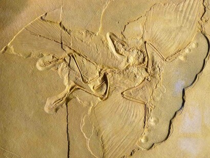 Museo di Storia Naturale di Vienna. Archaeopteryx lithographica fossile di Solnhofen, Germania