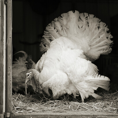 Isa Leshko. Courtesy of Richard Levy Gallery