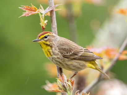 Las razones de mi alegría actual son prácticamente las mismas de entonces, aunque el tiempo haya provocado cambios