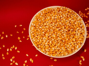 Milhos de pipoca dispostos sobre uma superfície rústica. Cada variedade possui características próprias, capazes de influenciar o sabor e o tamanho dos flocos