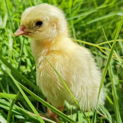 Quando apriamo la foto di un pulcino, l’algoritmo analizza caratteristiche visive e comportamentali (forme, colori, soggetto e interazioni precedenti) per capire cosa ci interessa