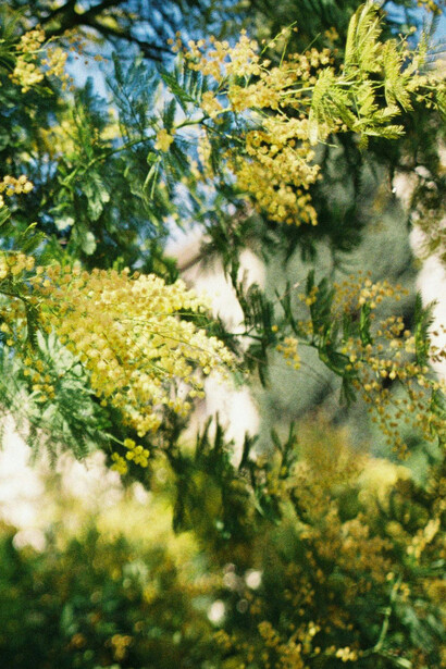 Sentire le parole degli animali, il soffio del vento che sfiora gli alberi con delicata armonia