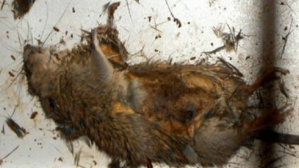 La heroína de Fukushima.