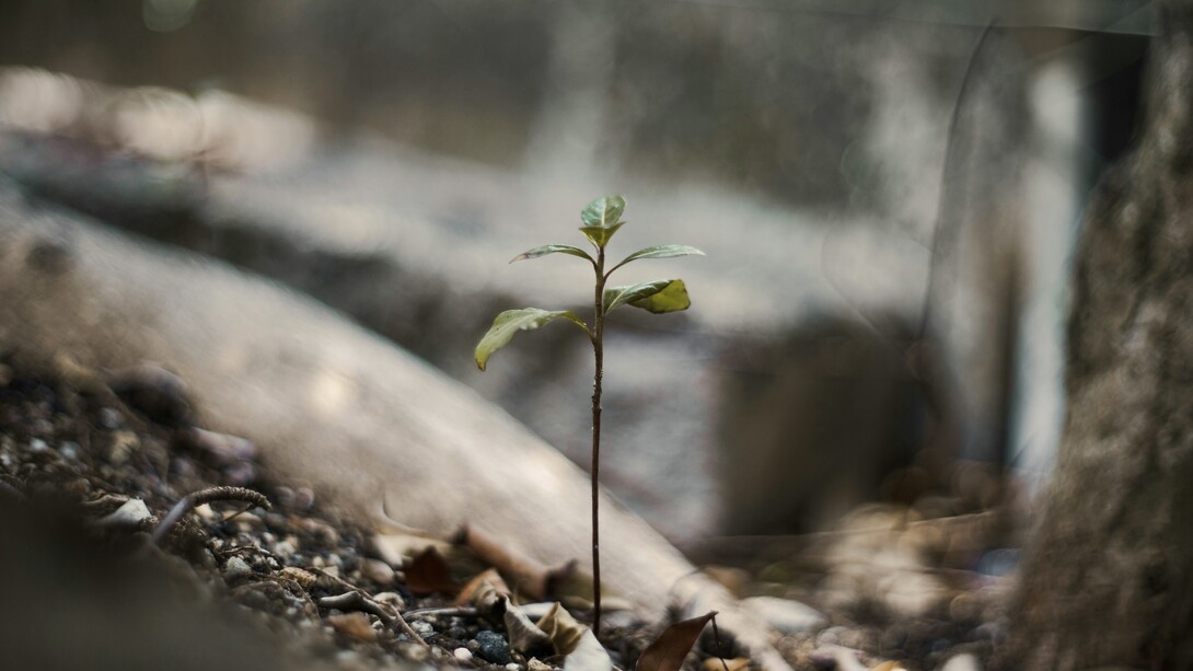 La résilience est cette capacité qui nous permet de surmonter les difficultés
