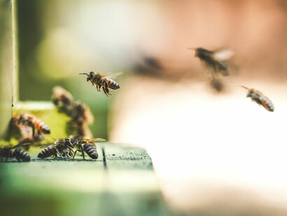 Industrious Honey Bees