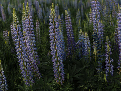 As the lavender’s fine details come into focus, they invite us to explore our inner selves, encouraging a deeper understanding of our existence and our aspirations