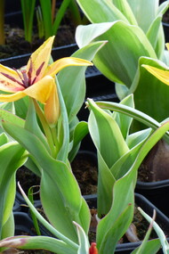 Piccole bulbose botaniche