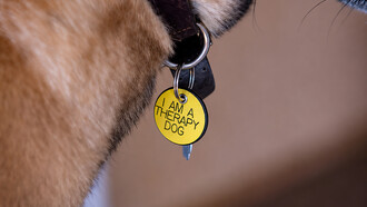 Detailed close-up of a “Therapy Dog” label displayed on a service dog vest