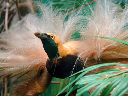 Bird of Paradise. Courtesy of Grigore Antipa National Museum of Natural History
