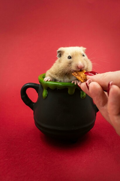 O hamster repousa no interior do caldeirão enquanto uma mão surge para mantê-lo alimentado. Às vezes, a devoção ao trabalho nasce exatamente das migalhas que recebemos em troca. Entre alimento, contenção e repetição, o animal (e o ser humano) parece aceitar naturalmente o espaço reduzido em que vive