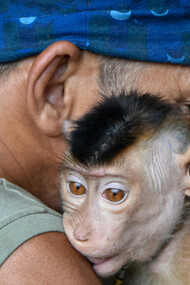 A crença no excepcionalismo humano tem sido desafiada por estudos que revelam a complexidade emocional e comportamental dos animais. Explore as similaridades entre humanos e o reino animal e repense o que nos torna únicos