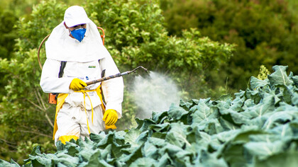 Un operario fumiga las plantaciones con pesticida