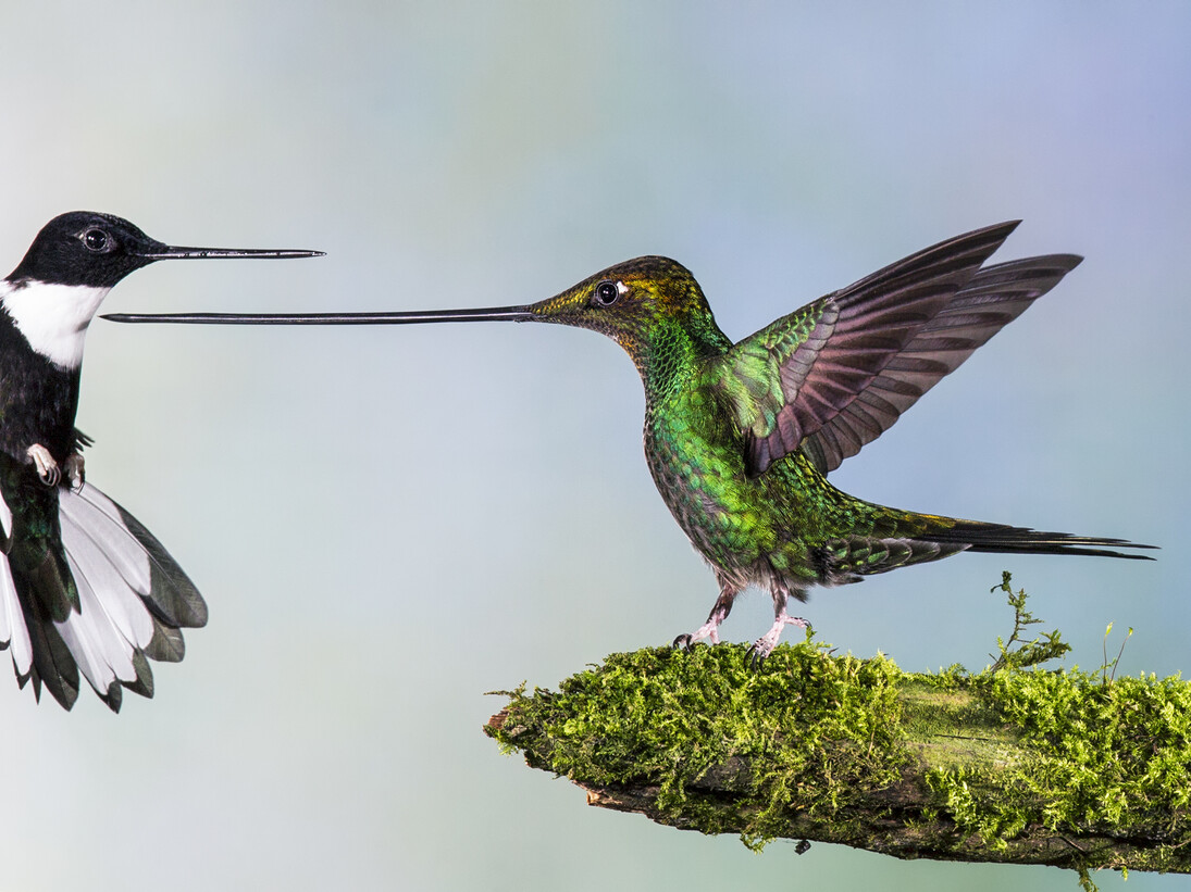 Jan van der Greef, Finalist, "Touché", Category: Birds, The Netherlands