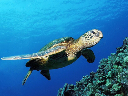 Chelonia mydas