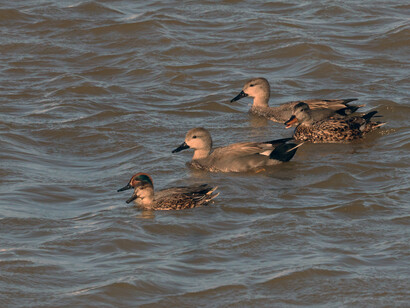 A flock of Gadwall swimming at Crossness (c) Gehan de Silva Wijeyeratne