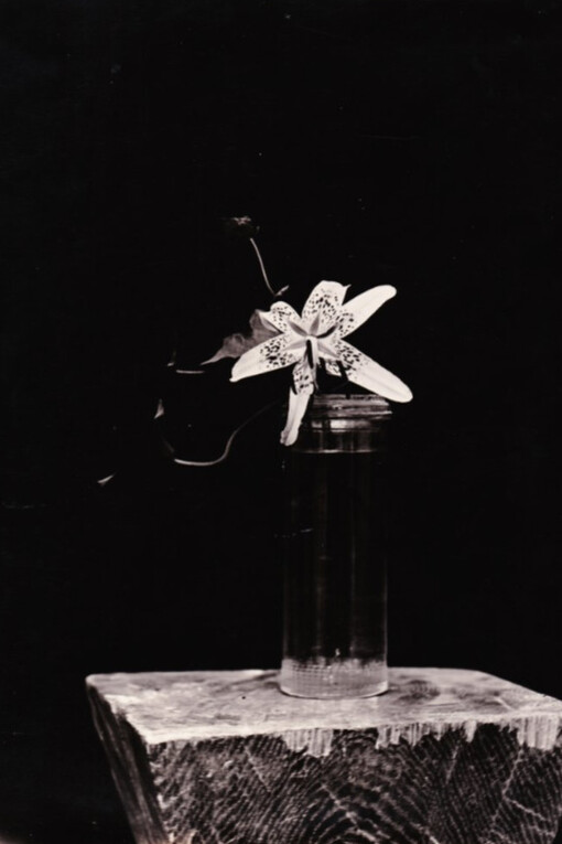 Brancusi. Courtesy of Grob Gallery 