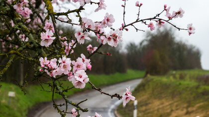 Hoy admiro a nuestro árbol, porque arriesga, embellece, anuncia y despabila, ilumina, despierta, da refugio