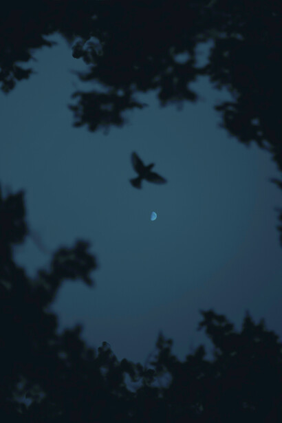 Cría cuervos…, cría cuervos…, repetía, con insistencia, a su servil mayordomo o delirando en sus pesadillas