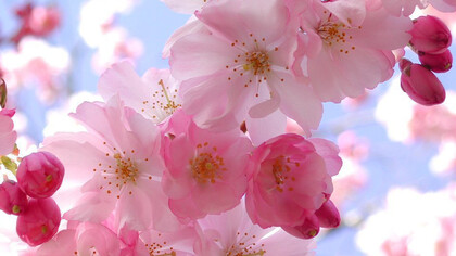 La rinascita primaverile