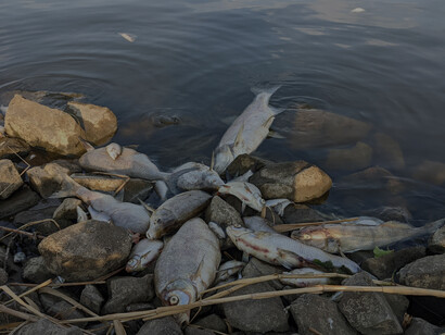 Amidst the 2022 Oder environmental disaster, lifeless fish littered the waters of the Oder River