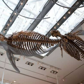 Age of Mammals. Courtesy of The Natural History Museum