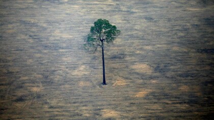 Ecocide