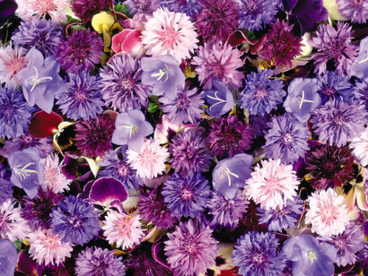 Haiku. El color de las flores