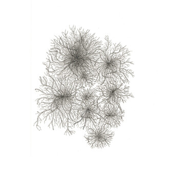 Lise Duclaux, goosegrass roots, bird's eye view (alien, cosmopolitan), 2018 ink on paper, 29,5x14,5 cm Unique artwork
