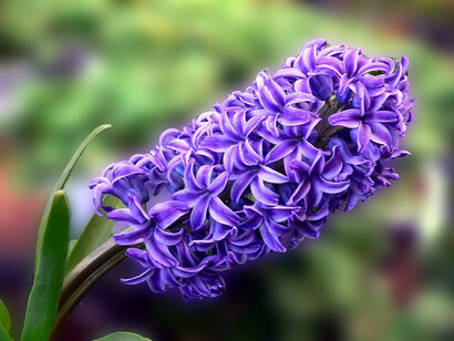Giacinto in fiore