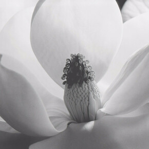 Imogen Cunningham, Magnolia Blossom, 1925. Courtesy of Atlas Gallery