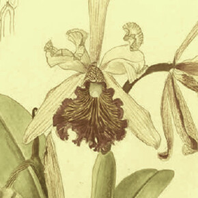 Detalle de la acuarela Cattleya dowiana