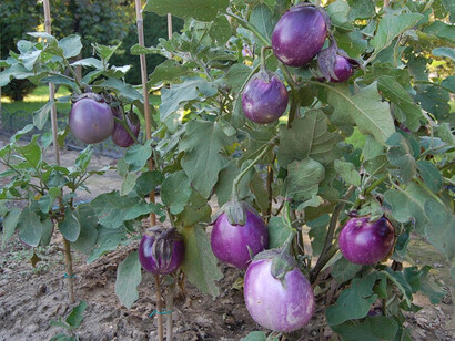 Eggplants
