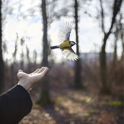 Goldfinch, St. Petersburg, Russia, 2014 © Cig Harvey, courtesy Robert Mann Gallery 