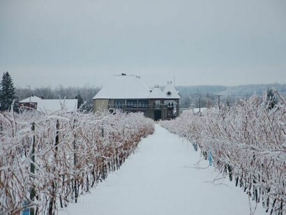 Vineyard in winter