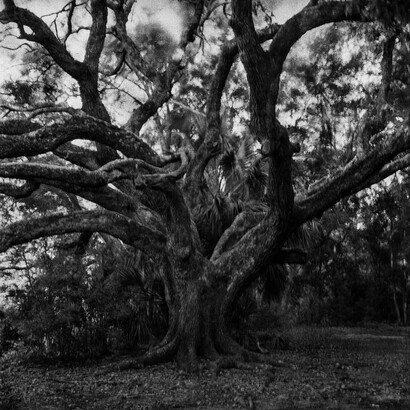 Steve Pyke, Couturie forest # 1 (detail), 2024. Courtesy of Ogden Museum of Southern Art