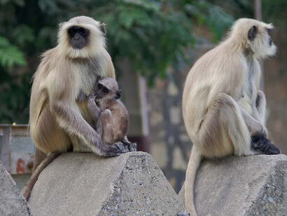 La specie Semnopithecus entellus pratica  l’infant sharing, cioè la condivisione delle cure della prole da parte di femmine imparentate che ancora non hanno figli 