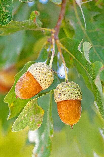 Pareja de bellotas maduras