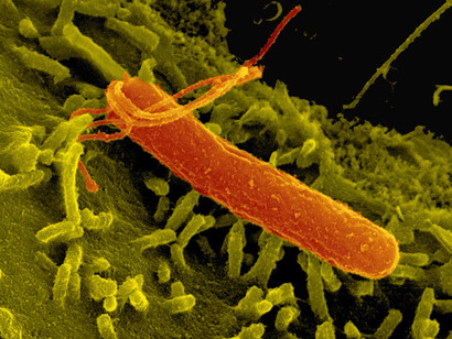 Helicobacter pylori