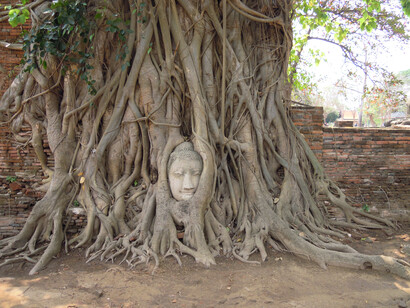 Testa del Buddha incastonata nelle radici di un albero