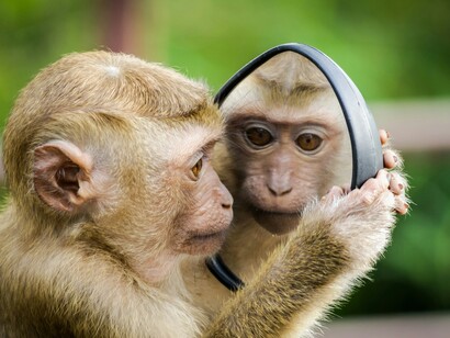 Le scimmie, con la loro somiglianza agli esseri umani, sono spesso usate per rappresentare situazioni imbarazzanti, ridicole o riflessioni sulla vita